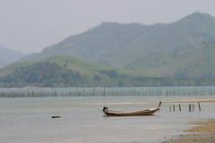 Periophthalmus chrysospilos