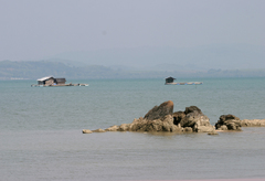 Periophthalmus chrysospilos