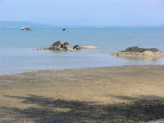 Periophthalmus chrysospilos