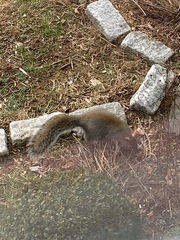 Sciurus carolinensis