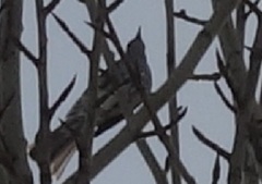 Hypsipetes amaurotis