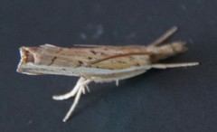Fissicrambus quadrinotellus