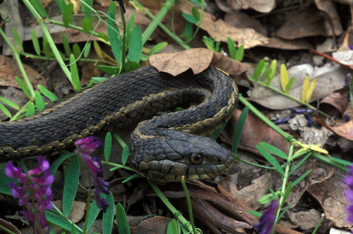iNaturalist observation photo of Sierra Garter Snake