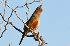 Rhinocrypta lanceolata