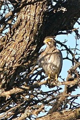 Spiziapteryx circumcincta