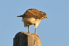 Spiziapteryx circumcincta