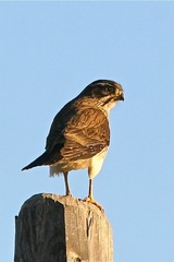 Spiziapteryx circumcincta