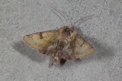 Heliothis incarnata