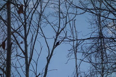 Corvus macrorhynchos