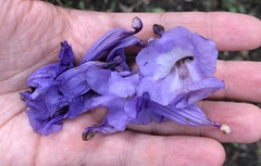 Jacaranda caucana