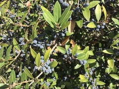 Phillyrea latifolia media