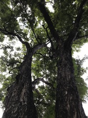 Jacaranda caucana