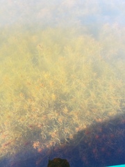 Chara hornemannii