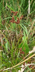 Juncus planifolius