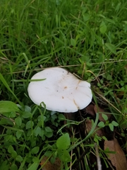 Melanoleuca exscissa