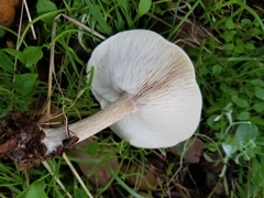 Melanoleuca exscissa