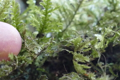 Trachyloma diversinerve