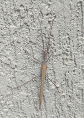 Trachythorax sparaxes