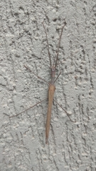 Trachythorax sparaxes