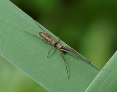 Tetragnatha demissa