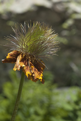 Pulsatilla aurea