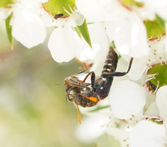 Scrobiger splendidus