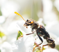 Scrobiger splendidus