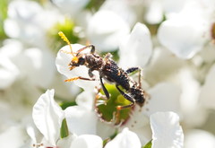 Scrobiger splendidus