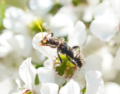 Scrobiger splendidus