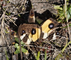 Tisiphone abeona albifascia