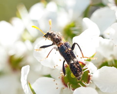 Scrobiger splendidus