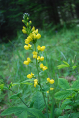 Thermopsis gracilis