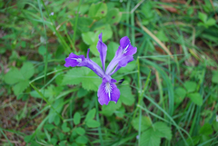 Iris tenax tenax