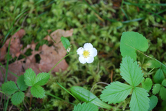 Fragaria vesca bracteata