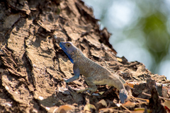 Agama mucosoensis