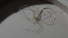 Pholcidae