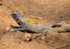 Agama mucosoensis