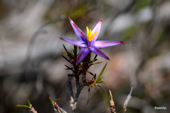 Calectasia gracilis