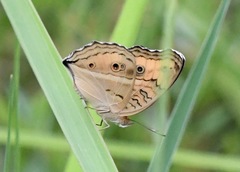 Junonia almana javana
