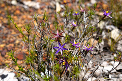 Calectasia gracilis