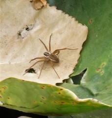 Dolomedes instabilis