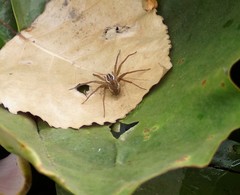 Dolomedes instabilis