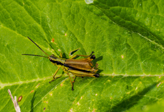 Podismopsis poppiusi