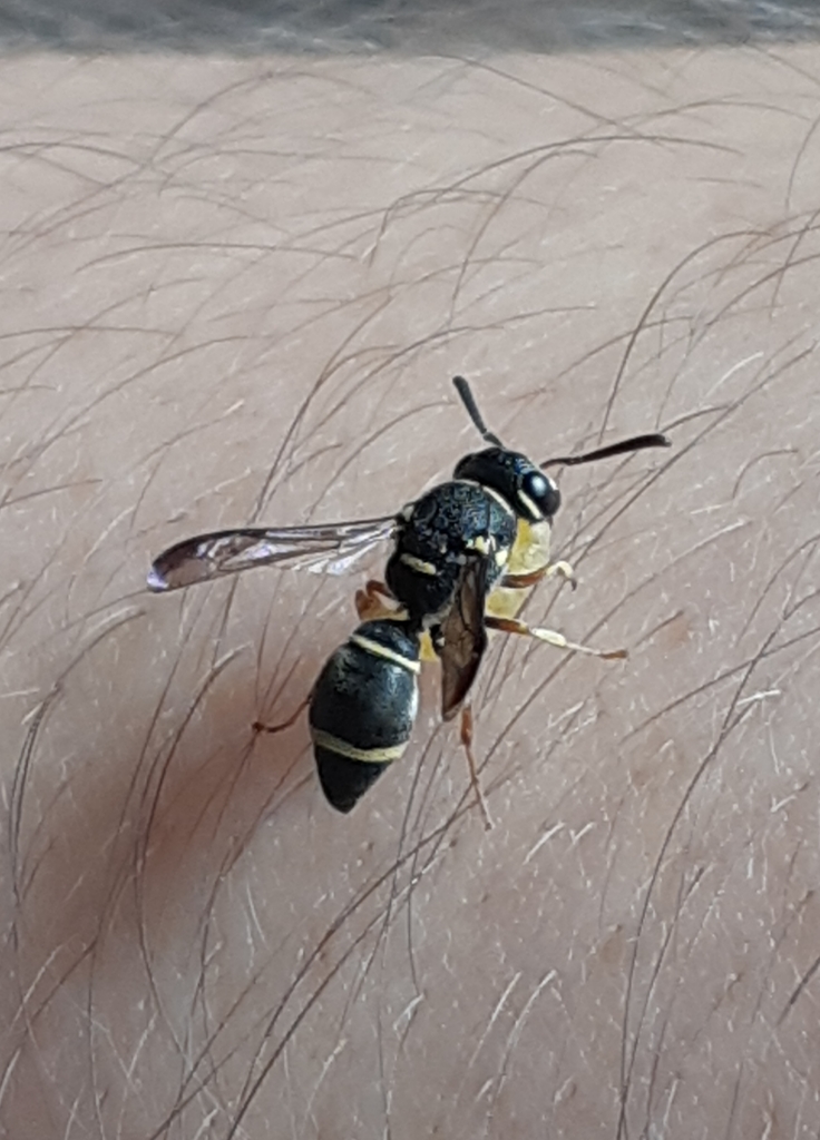 Paraleptomenes communis