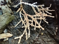 Calliarthron tuberculosum