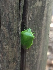 Glaucias subpunctatus