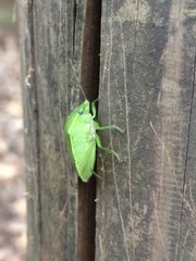 Glaucias subpunctatus