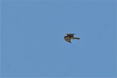 Buteo albigula