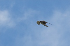 Buteo albigula