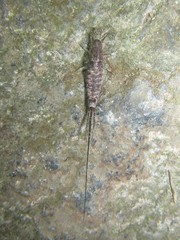 Nesomachilis